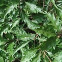 Fagus sylvatica 'Asplenifolia' feuille